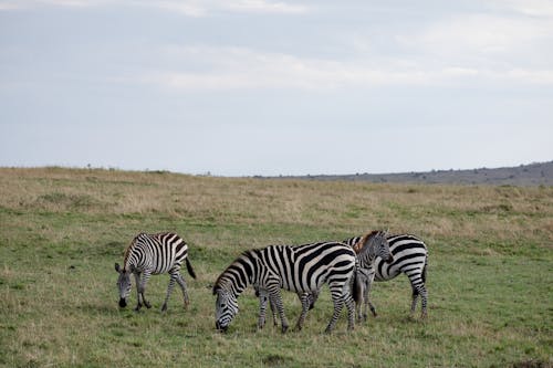 Free Wild zebras eating grass in field Stock Photo