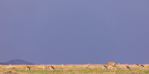 Herd of wild antelopes grazing in field with small dry grass placed in countryside in savanna in daytime