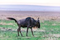Wild exhausted antelope with horns walking and grazing in meadow with fresh green grass on blurred background of nature