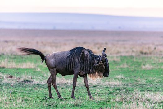 Wild exhausted antelope with horns walking and grazing in meadow with fresh green grass on blurred background of nature