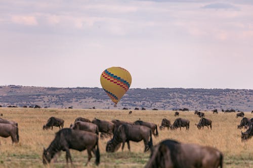 Herd of wild antelopes eating dry grass in meadow of savanna near air balloon under cloudy sky
