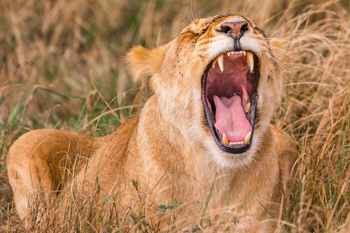 Free Wild aggressive lioness roaring in high dry grass Stock Photo