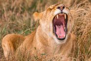 Lioness Roar Lioness Roar