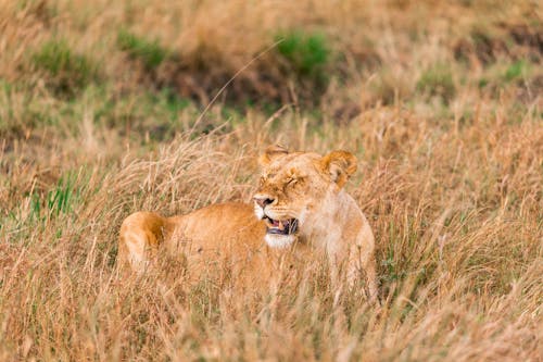 Young fluffy lioness roaring in savanna