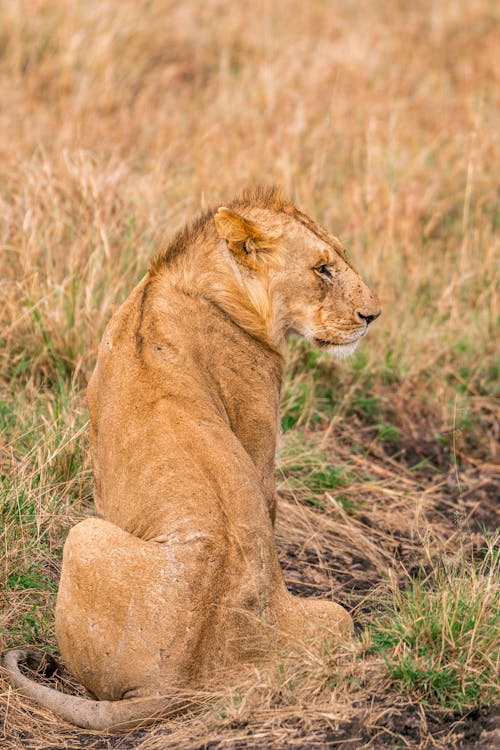 Wild lion in grassy field of savanna in daytime