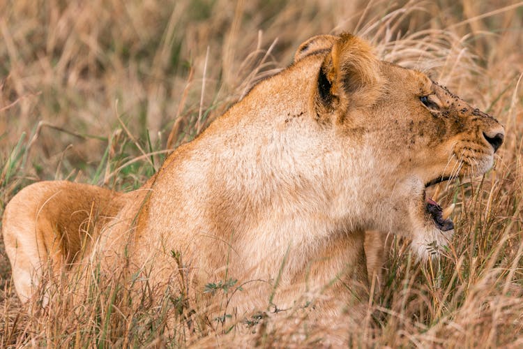 Young Ferocious Lioness Roaring In Field Of Savanna