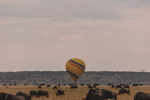 Free Colorful hot air balloon landing on savanna with herd of wildebeests pasturing in Serengeti national park Tanzania Africa Stock Photo