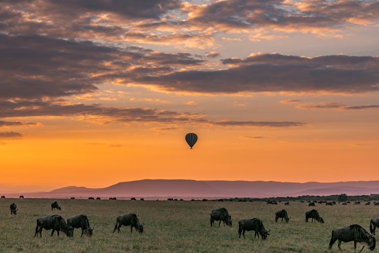 Picturesque Sunset In National Park With Grazing Wildebeests And Air Balloon