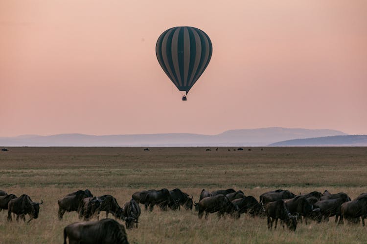 Herd Of Walking Along Grassy Field Wildebeests While Air Balloon Flying Above