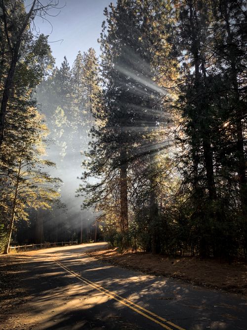 Free Empty curved roadway running through forest with lush trees lightening by bright rays of sun Stock Photo