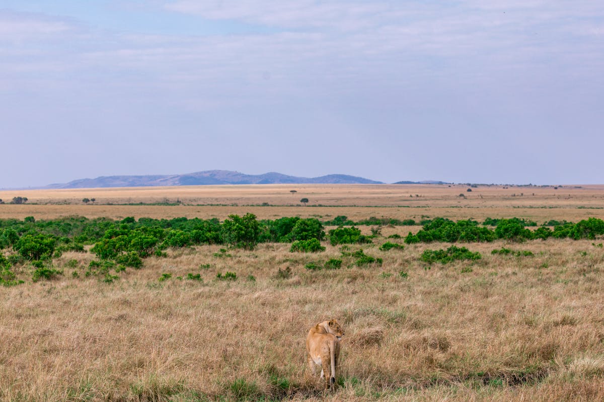 Back view calm young lioness standing on spacious grassy meadow and looking away in peaceful savanna