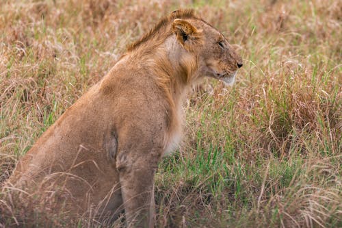 Attentive lioness sitting on grassy meadow