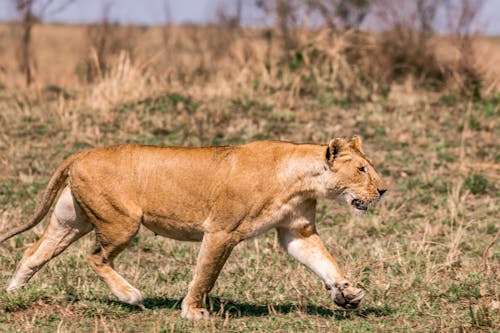 Lioness walking near grassy savanna meadow