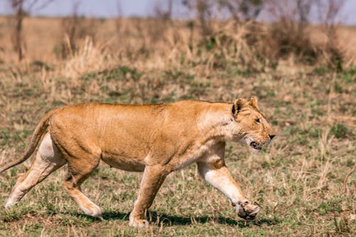 Fotobanka s bezplatnými fotkami na tému Afrika, biológia, chôdza