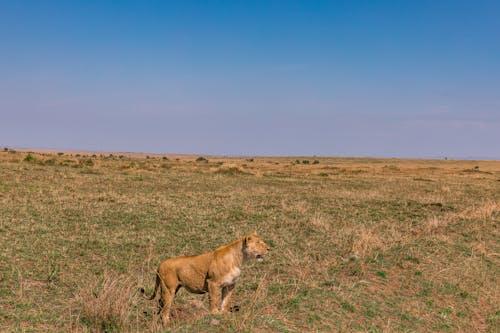 Young lioness standing on spacious grassy terrain