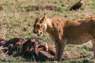 Wild lioness eating prey in savanna