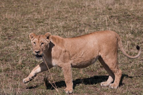 Full length young wild lioness strolling on grassy lawn in natural habitat and looking away