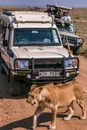 Graceful lioness walking on dusty rural road near SUV cars with unrecognizable tourists during safari trip