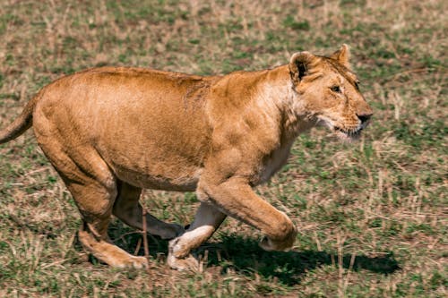 Side view of serious lioness preparing for run on dry grassy meadow in savanna on sunny day