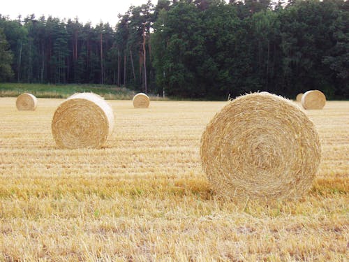 Free Hay Rolls on the Field Stock Photo