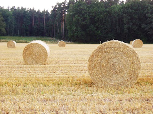 Darmowe zdjęcie z galerii z bela, bele słomy, krajobraz