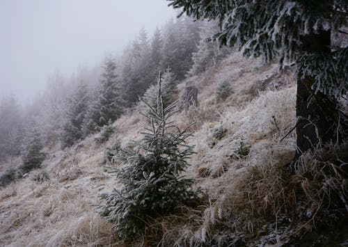 Green Trees on Snow Field