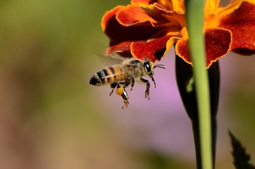 Bezpłatne Pszczoła Miodna Na Kwiat Czerwony I żółty W Ciągu Dnia Zdjęcie z galerii
