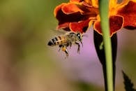 宏观镜头下，蜜蜂从鲜艳的花朵上采集花粉，展现了大自然的美丽