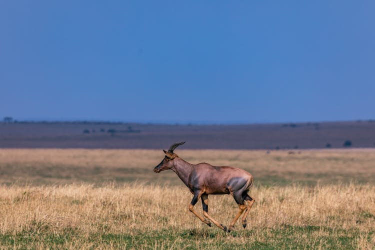 African Antelope Running In Prairie On Sunny Day