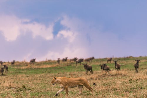 Free Antelopes herd grazing near lioness against cloudy blue sky Stock Photo