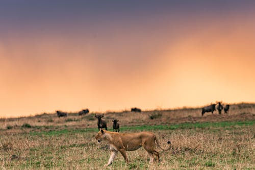 Carnivore lioness and herbivore antelopes on dry grassy meadow against cloudless sunset sky in African savanna