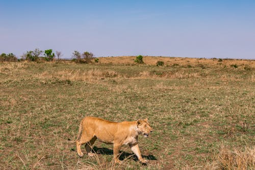 Side view of graceful lioness walking along dry grassy savanna against cloudless blue sky on sunny day