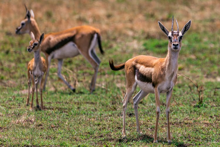 Cute Thomsons Gazelles In Prairie On Sunny Day