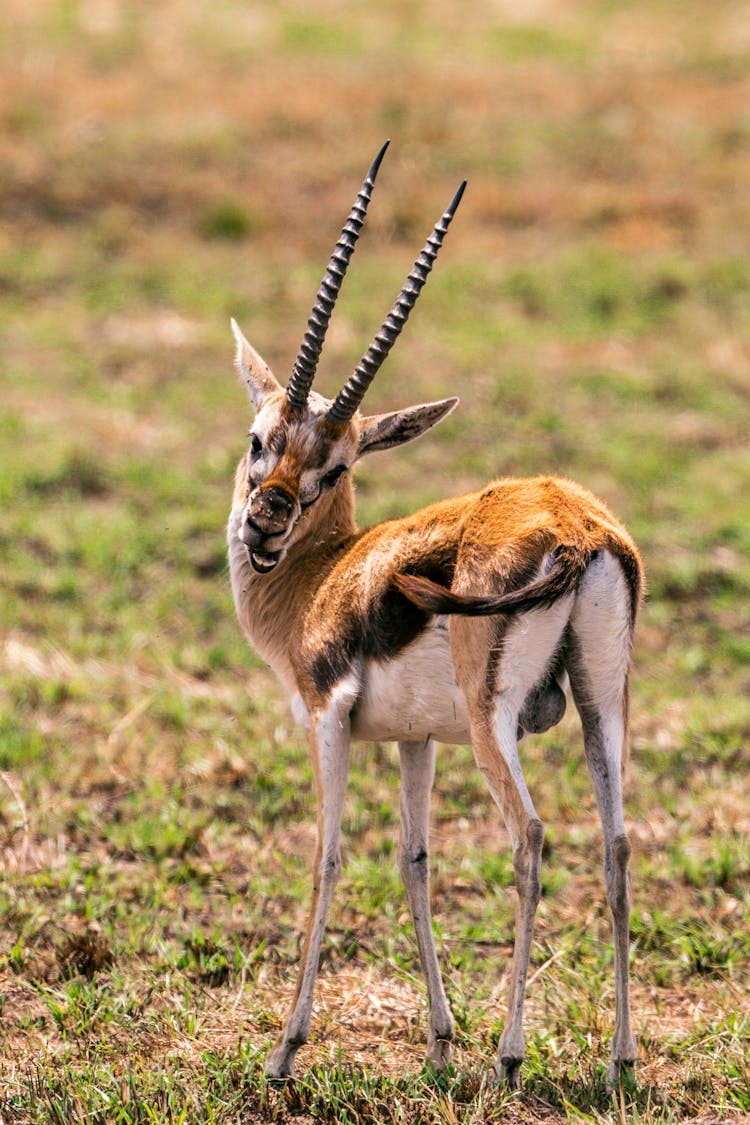 Cute Eudorcas Thomsonii Gazelle With Long Horns In Savanna