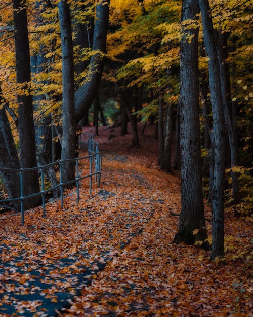 Path covered with fallen leaves in park