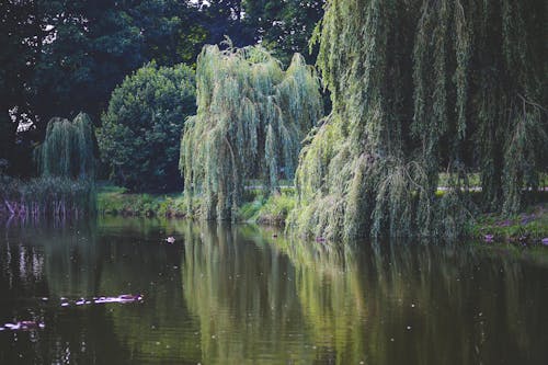 Willow that grow along the river