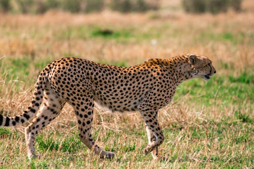 Side view of wild spotted Asiatic cheetah walking on grass in African savanna on sunny day