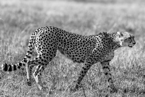 Black and white of thin graceful leopard hunting in meadow of savanna in daytime