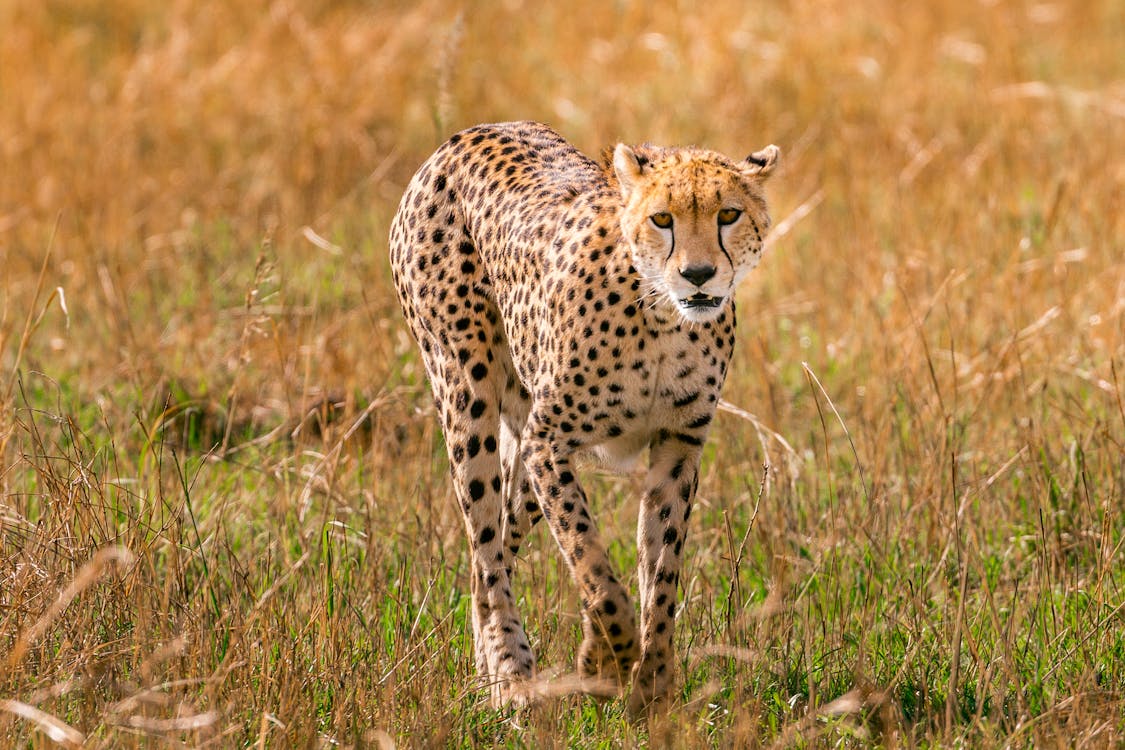 Free Young cheetah walking in savanna Stock Photo
