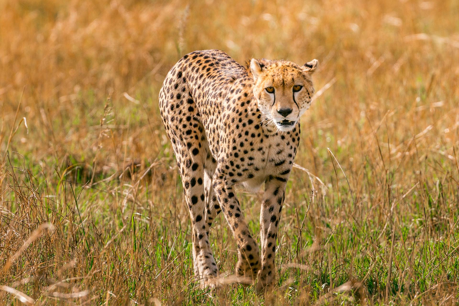Young cheetah walking in savanna