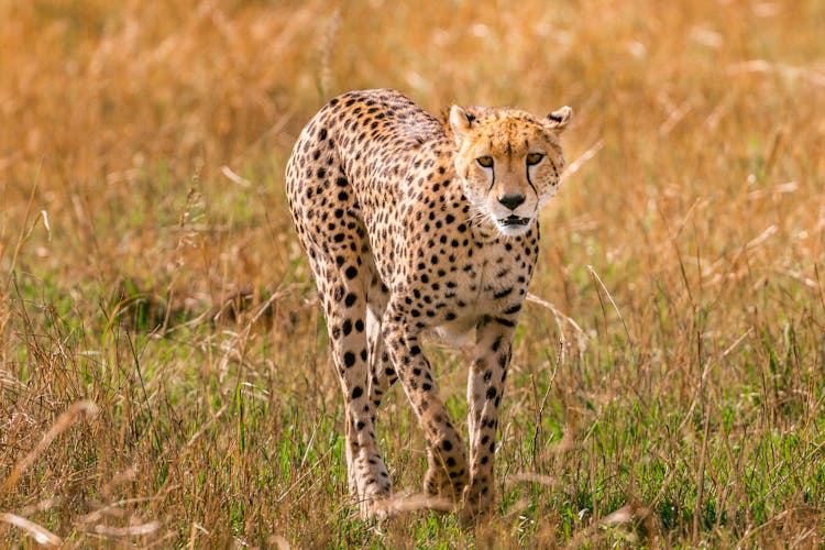 Young Cheetah Walking In Savanna