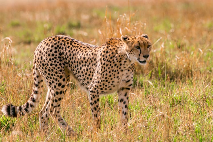 Wild Cheetah Hunting In Savanna