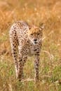 Gracious and strong spotted cheetah looking for prey while hunting in savanna in daytime