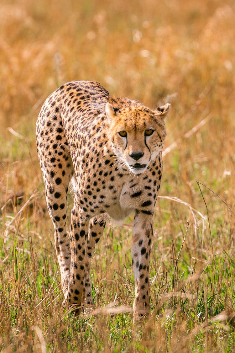 Spotted Cheetah Sneaking On Grass In Savanna