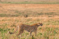 Cheetah preparing for hunting in savanna