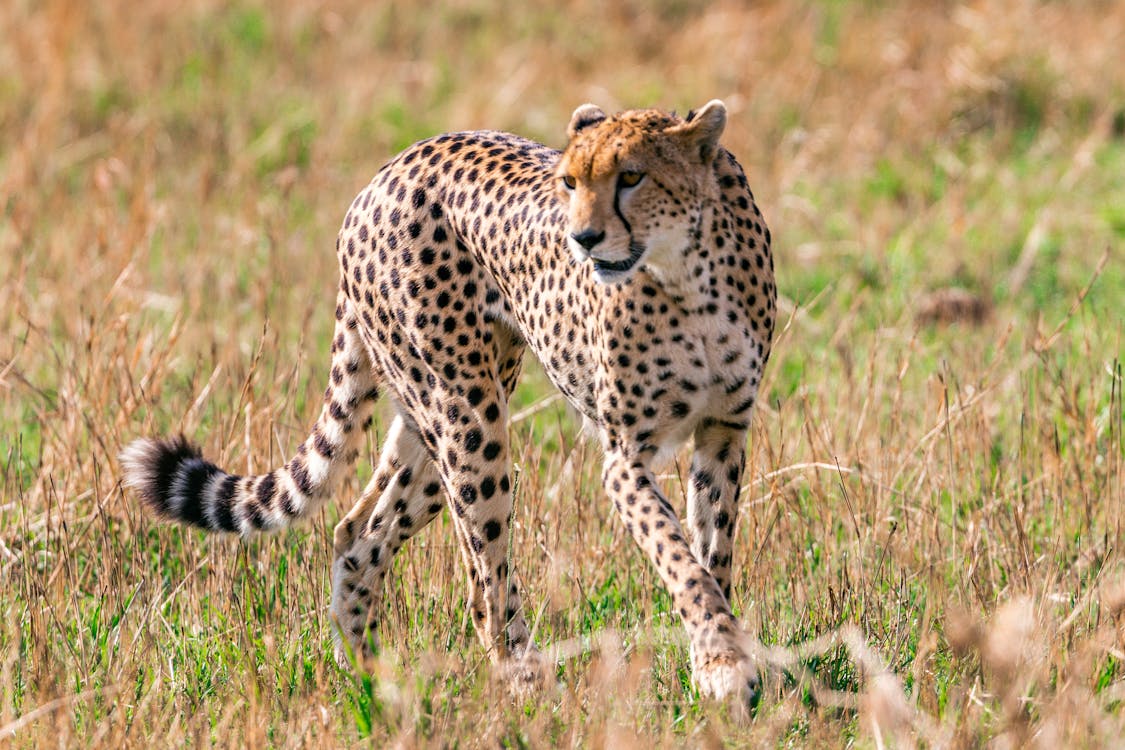 Graceful cheetah walking in wild · Free Stock Photo