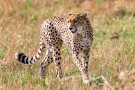 Wild cheetah with spotted fur walking on savanna looking for prey in daytime