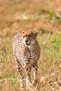 Cheetah walking in savanna in daytime