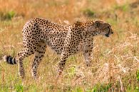Wild cheetah looking for feed in savanna