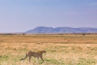Side view of gracious cheetah walking on dry yellow grass in savanna in sunny day